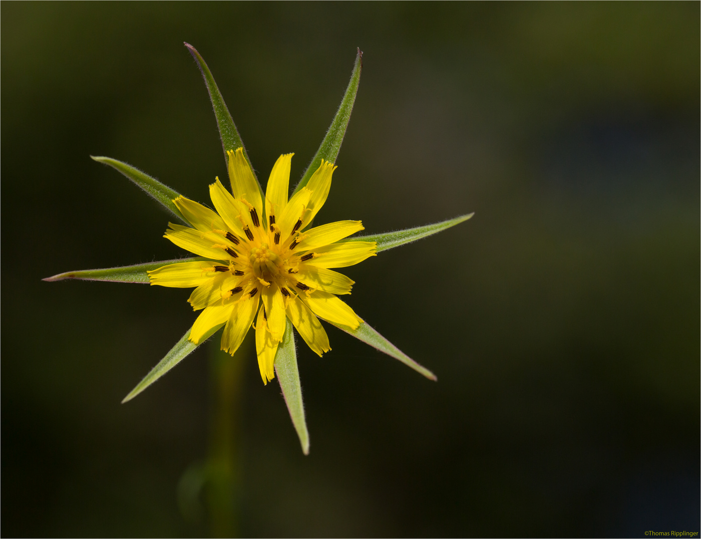 Großer Bocksbart (Tragopogon dubius)