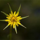 Großer Bocksbart (Tragopogon dubius)