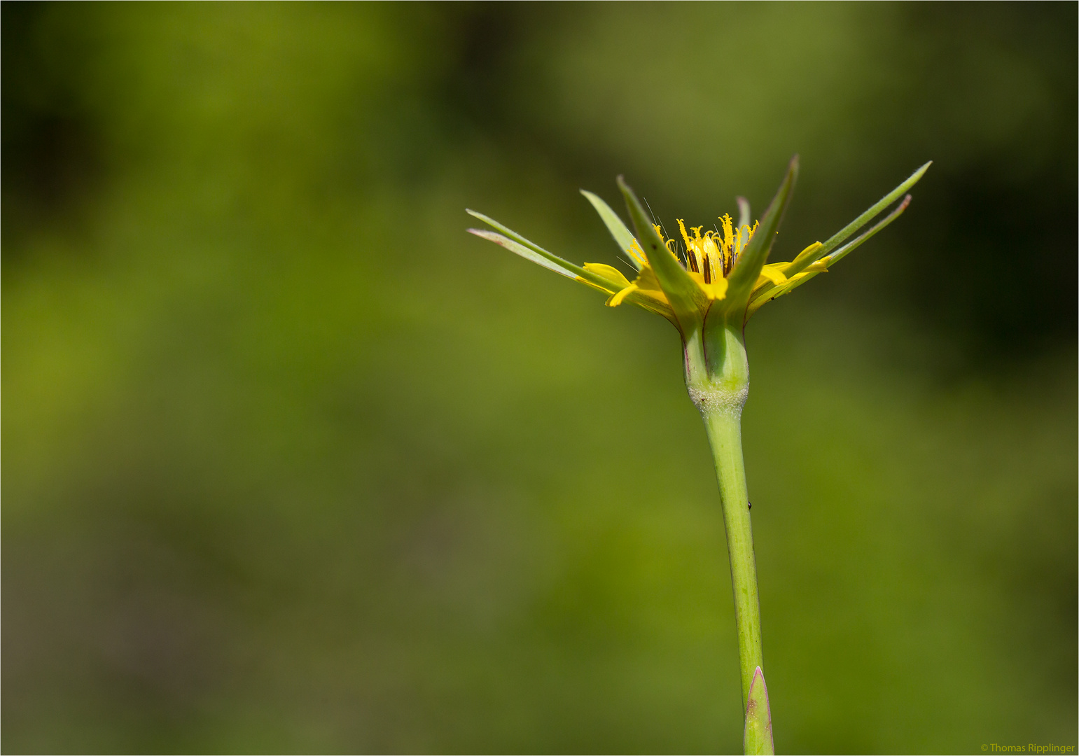 Großer Bocksbart (Tragopogon dubius)..... .