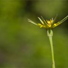 Großer Bocksbart (Tragopogon dubius)..... .