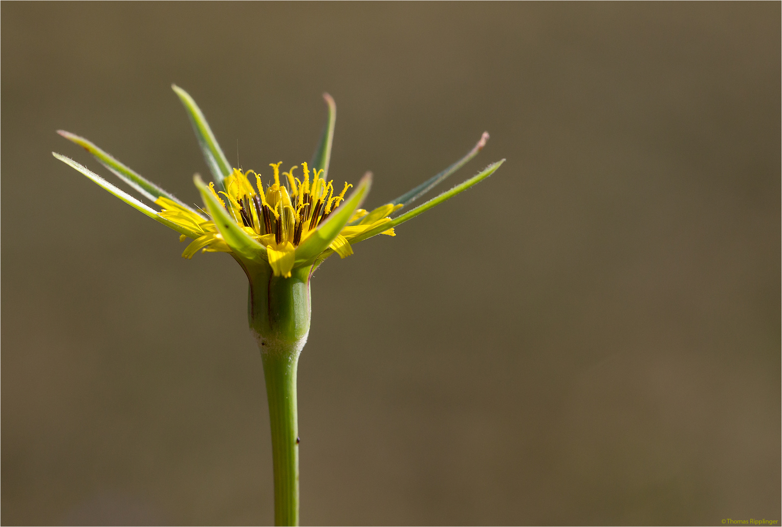 Großer Bocksbart (Tragopogon dubius)..