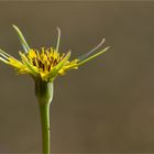 Großer Bocksbart (Tragopogon dubius)..