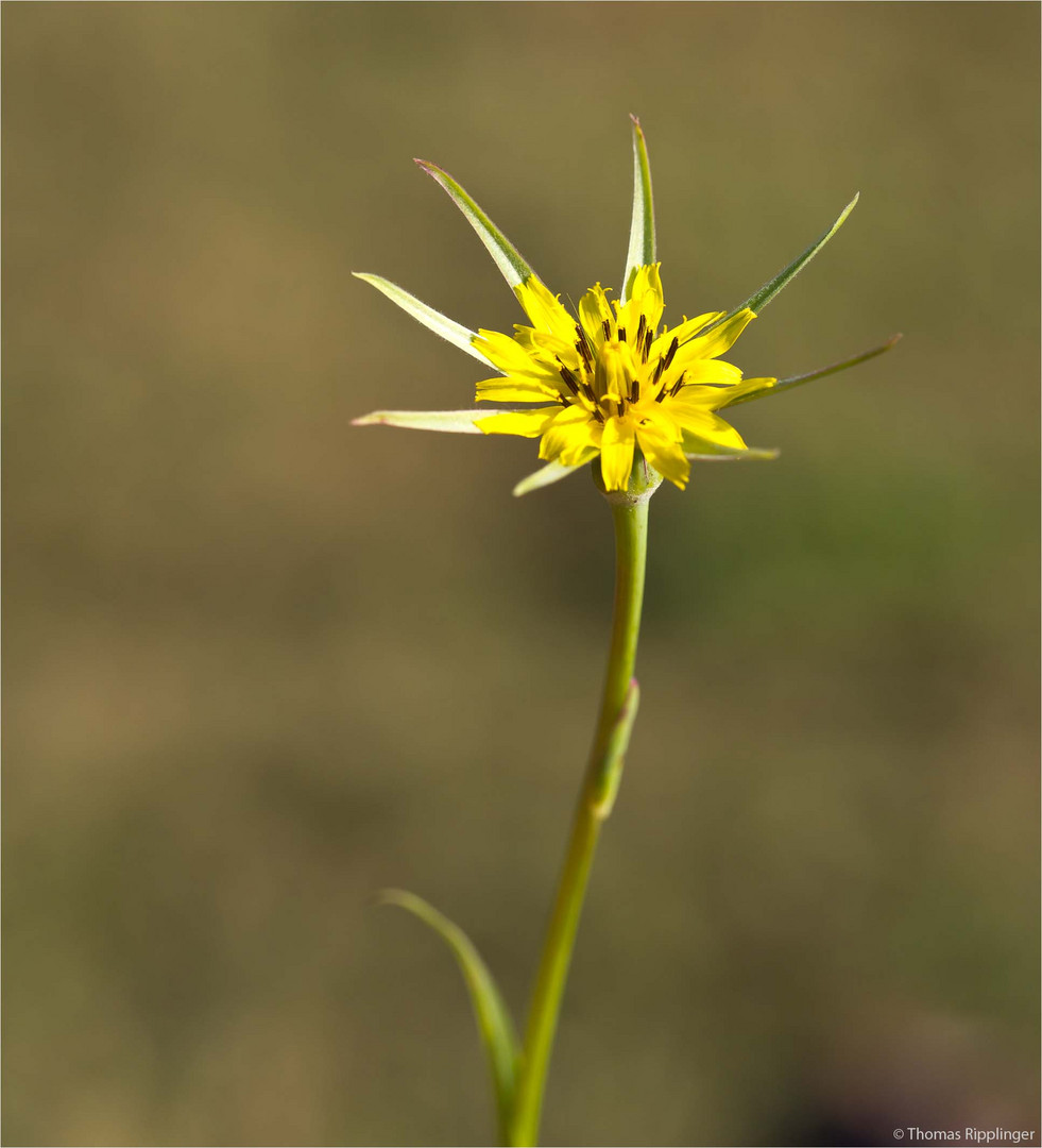 Großer Bocksbart (Tragopogon dubius)