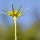 Großer Bocksbart (Tragopogon dubius)