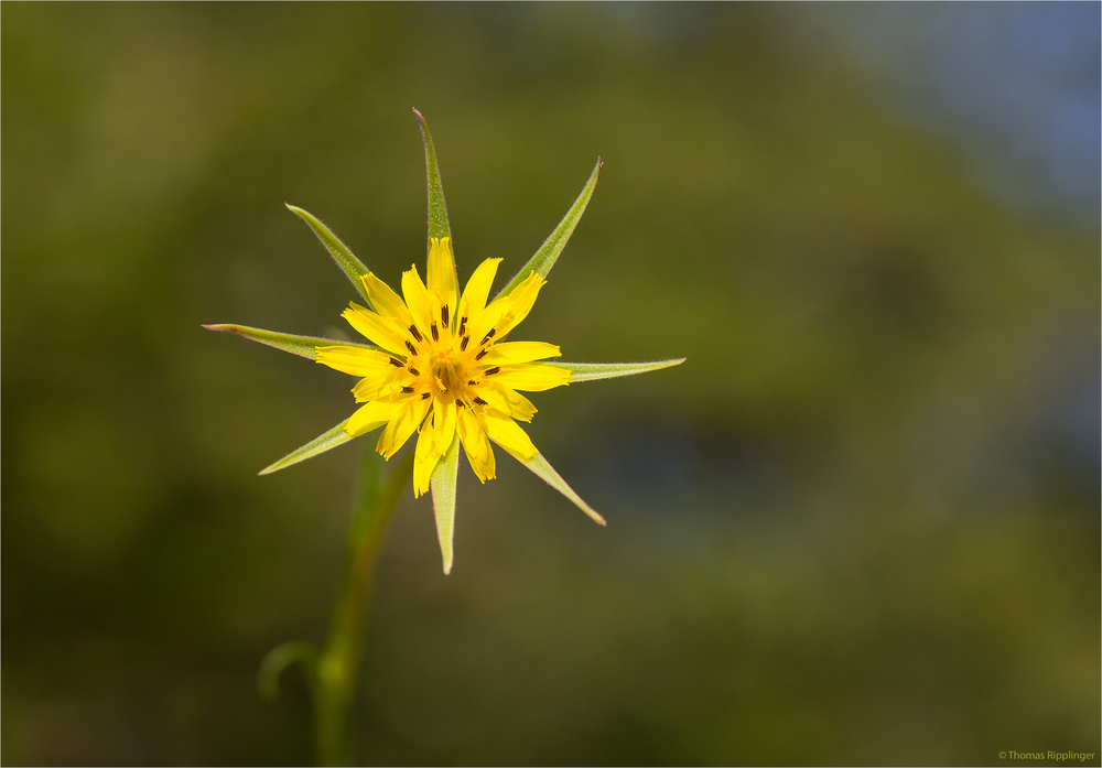 Großer Bocksbart (Tragopogon dubius)