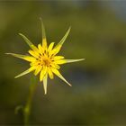 Großer Bocksbart (Tragopogon dubius)