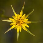 Großer Bocksbart (Tragopogon dubius) .