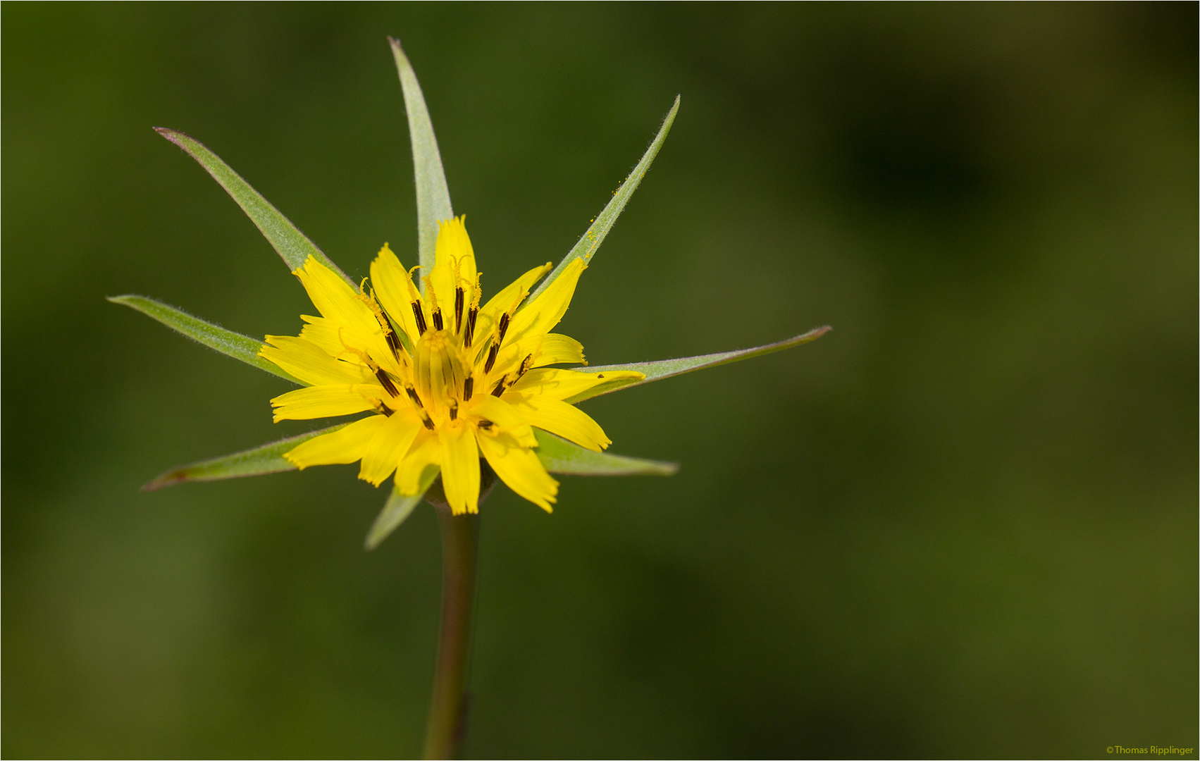 Großer Bocksbart (Tragopogon dubius).