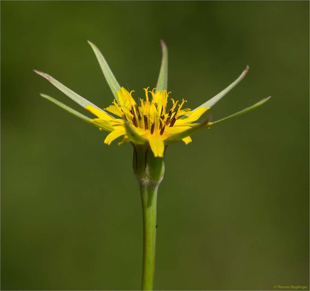 Großer Bocksbart (Tragopogon dubius)..