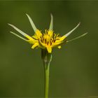 Großer Bocksbart (Tragopogon dubius)..