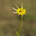 Großer Bocksbart (Tragopogon dubius)..