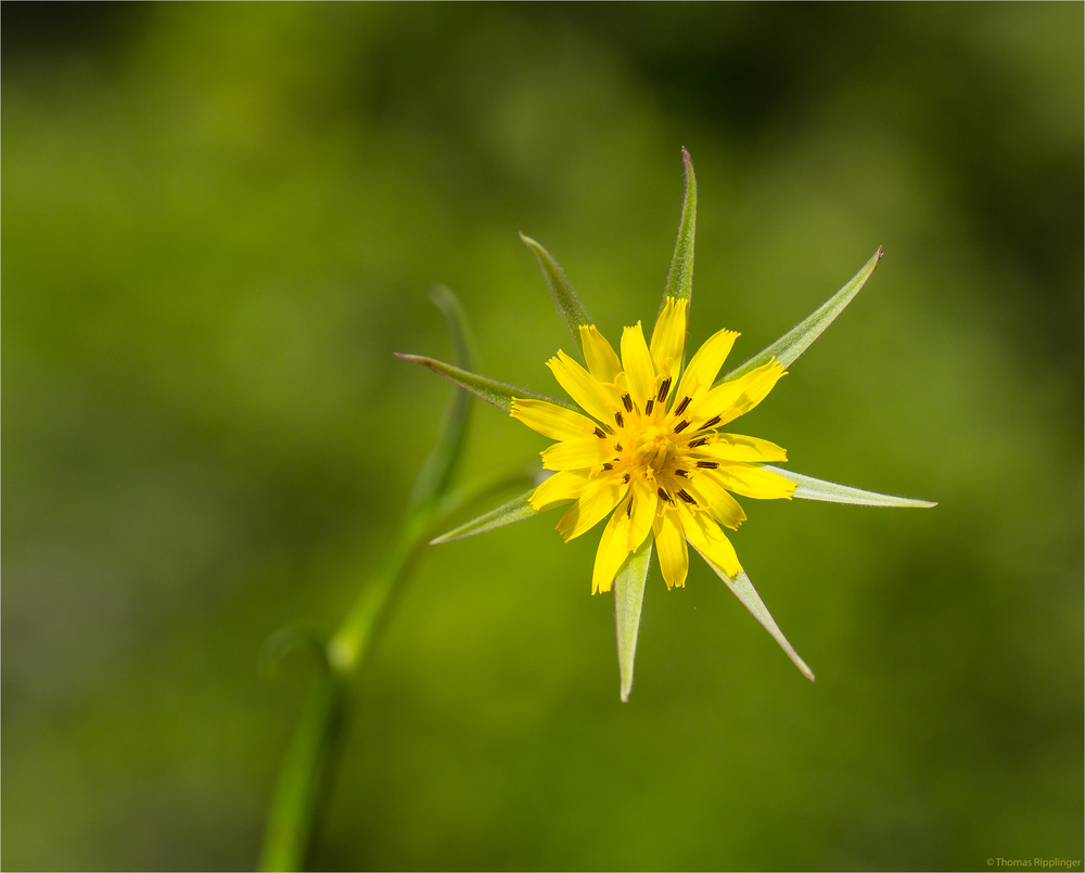 Großer Bocksbart (Tragopogon dubius)