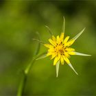 Großer Bocksbart (Tragopogon dubius)