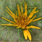 Großer Bocksbart (Tragopogon dubius)