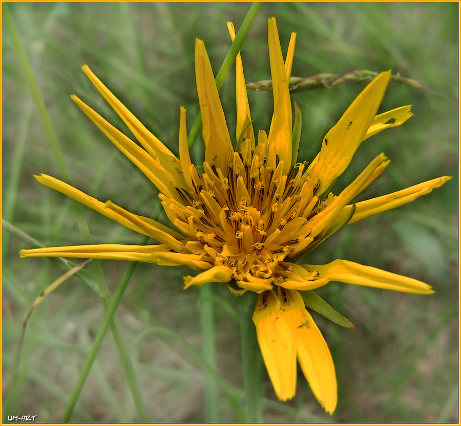 Großer Bocksbart (Tragopogon dubius)