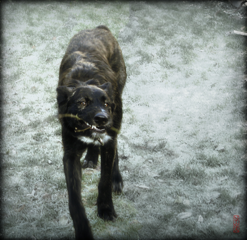 großer böser schwarzer hund Foto &amp; Bild fotomontage, composing