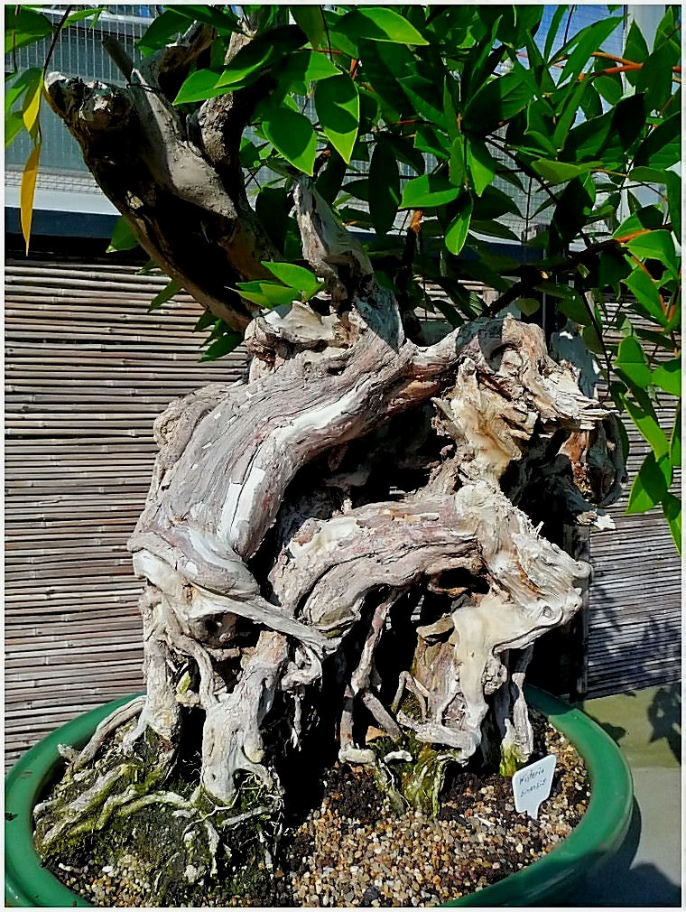 Großer Bonsai in der GRUGA