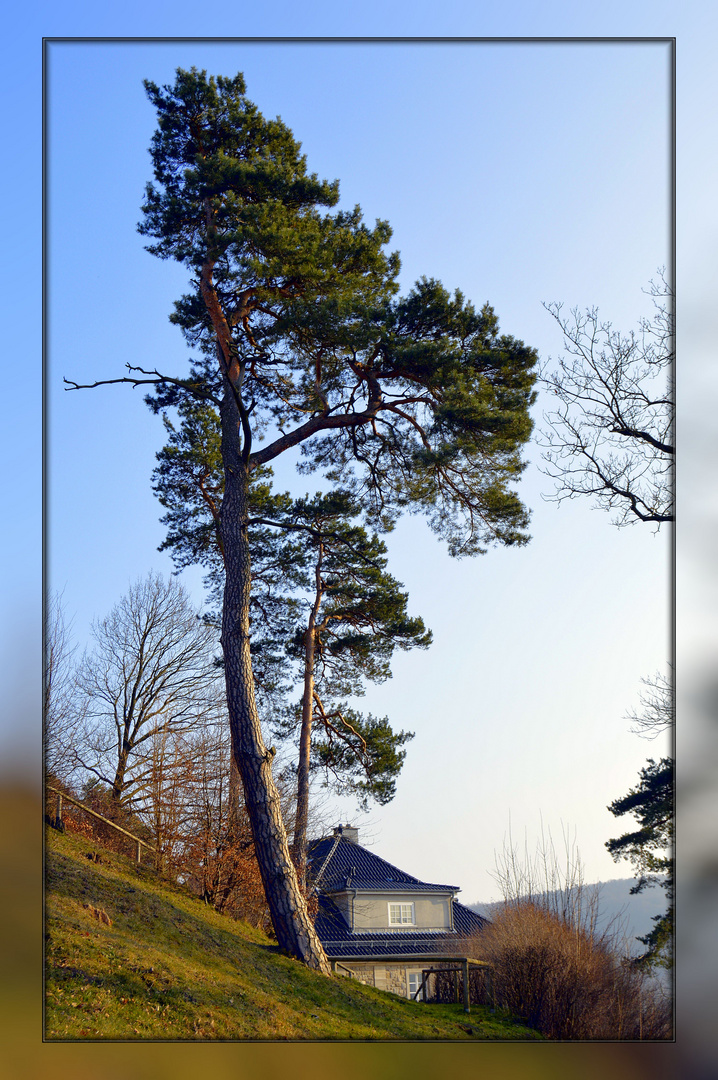 Großer Bonsai oder Baum im Wind