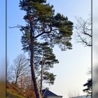 Großer Bonsai oder Baum im Wind