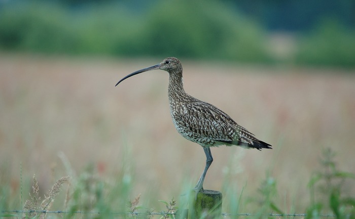 Grosser Brachvogel 001