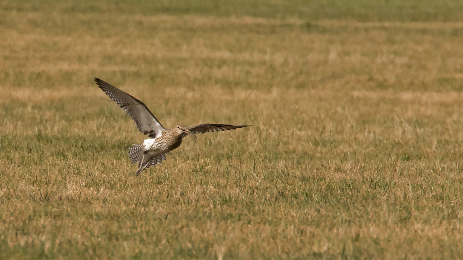 Großer Brachvogel 002