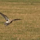 Großer Brachvogel 002