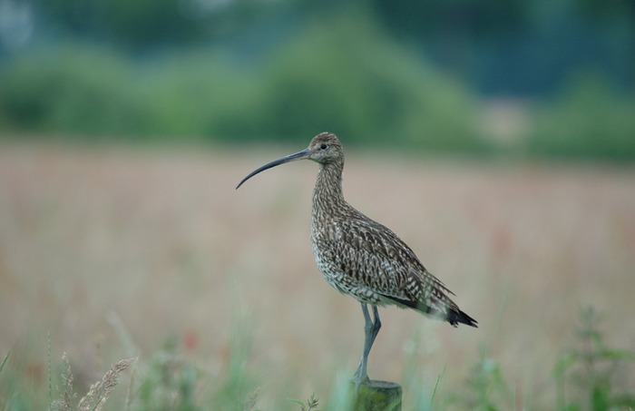 Grosser Brachvogel 002