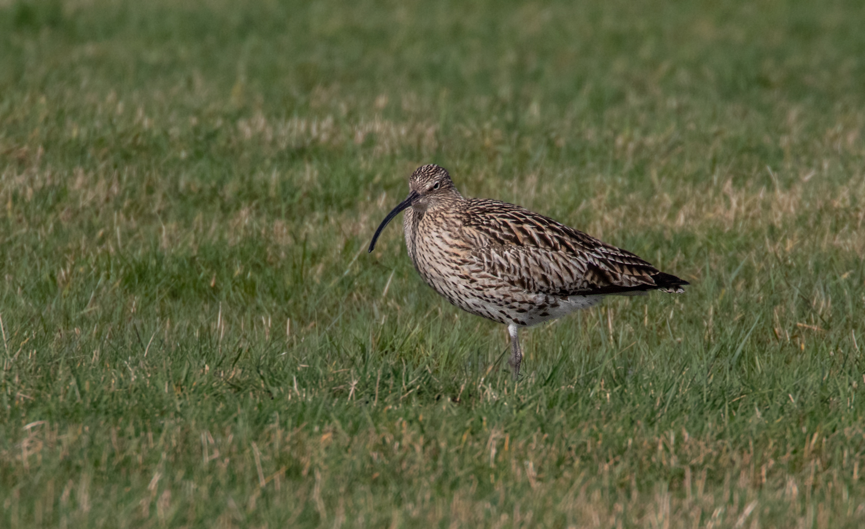 Großer Brachvogel 004