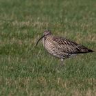 Großer Brachvogel 004