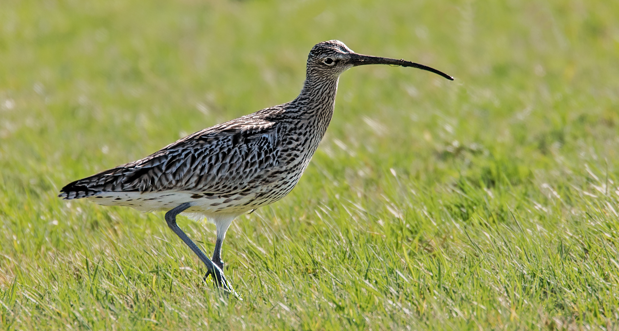 Großer Brachvogel 013