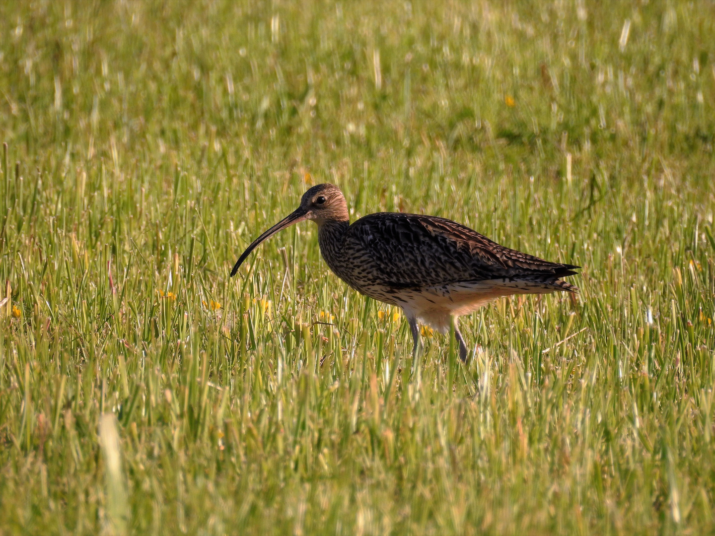 großer Brachvogel