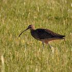 großer Brachvogel