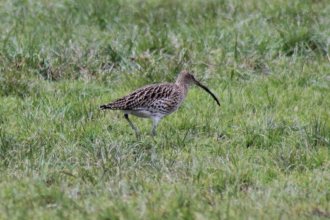 Grosser Brachvogel