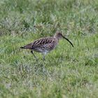 Grosser Brachvogel