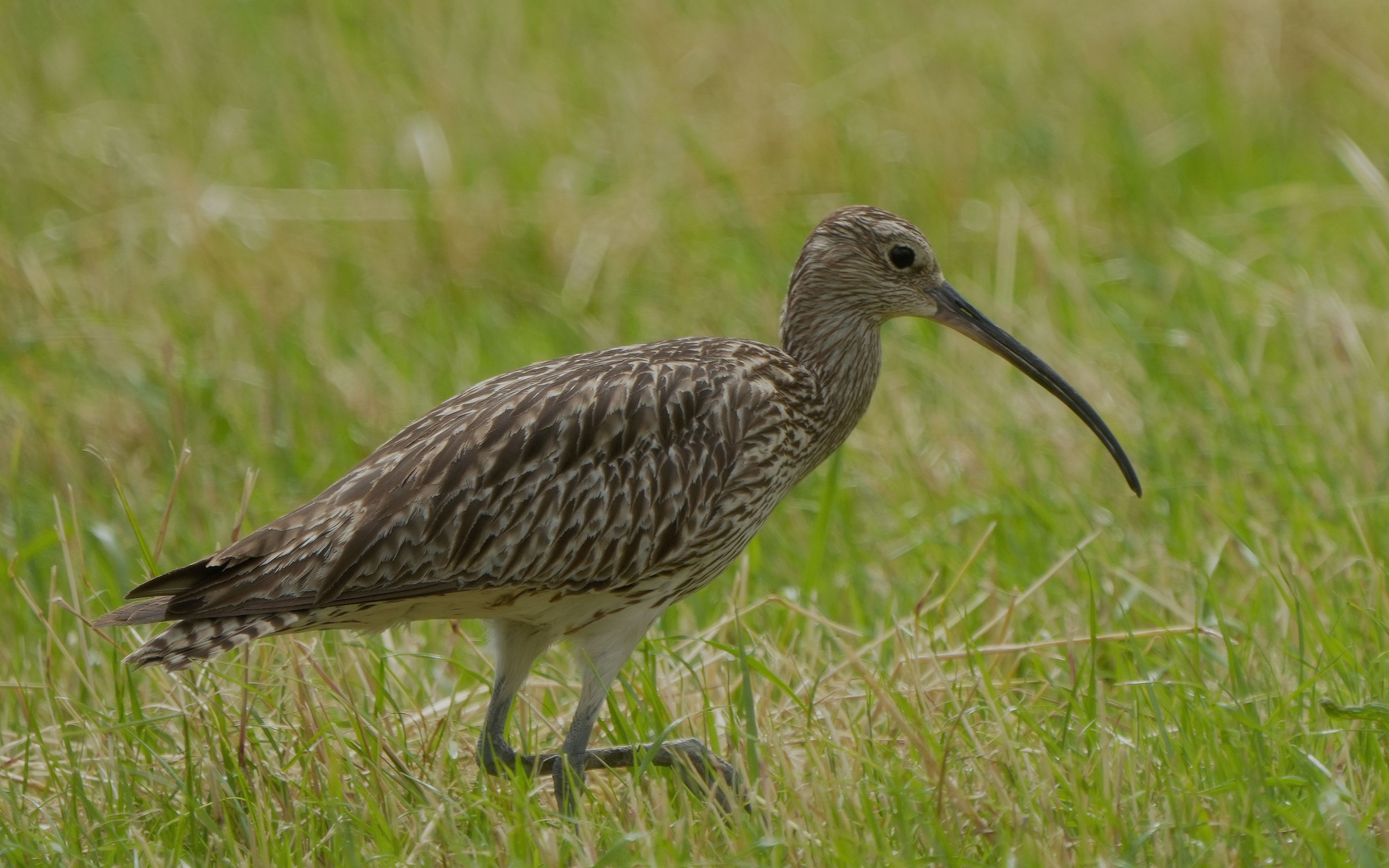 Großer  Brachvogel.