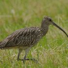 Großer  Brachvogel.