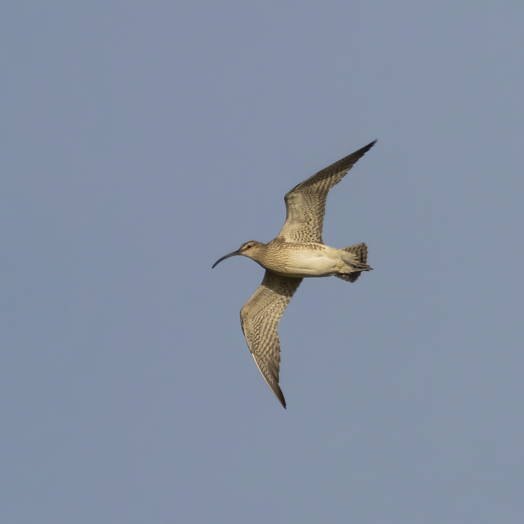 Großer Brachvogel