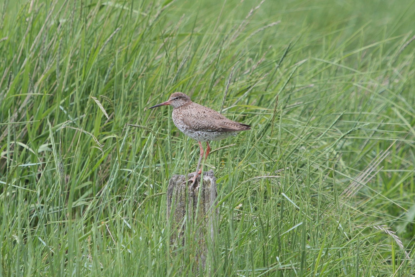 Grosser Brachvogel