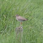 Grosser Brachvogel