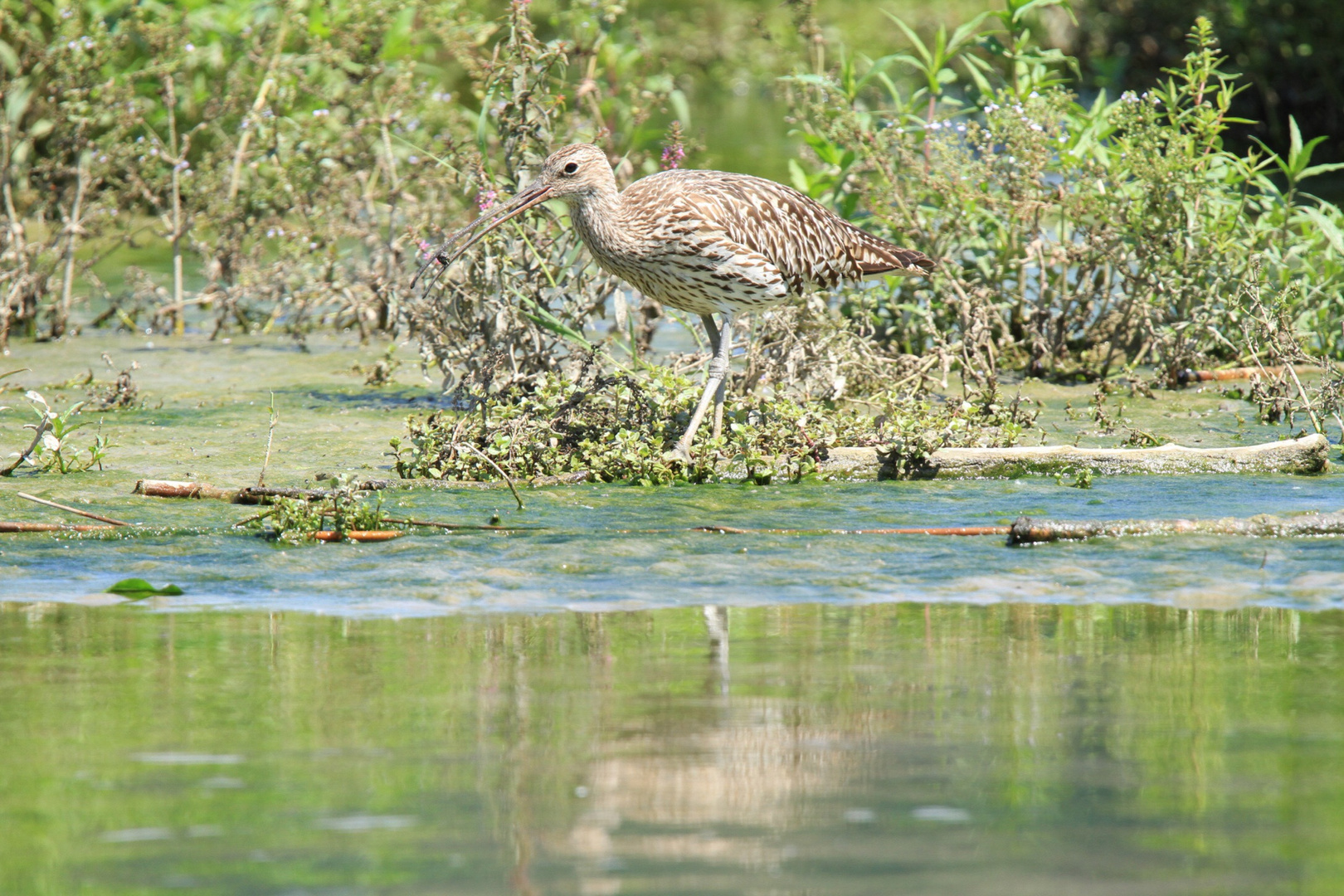 Großer Brachvogel