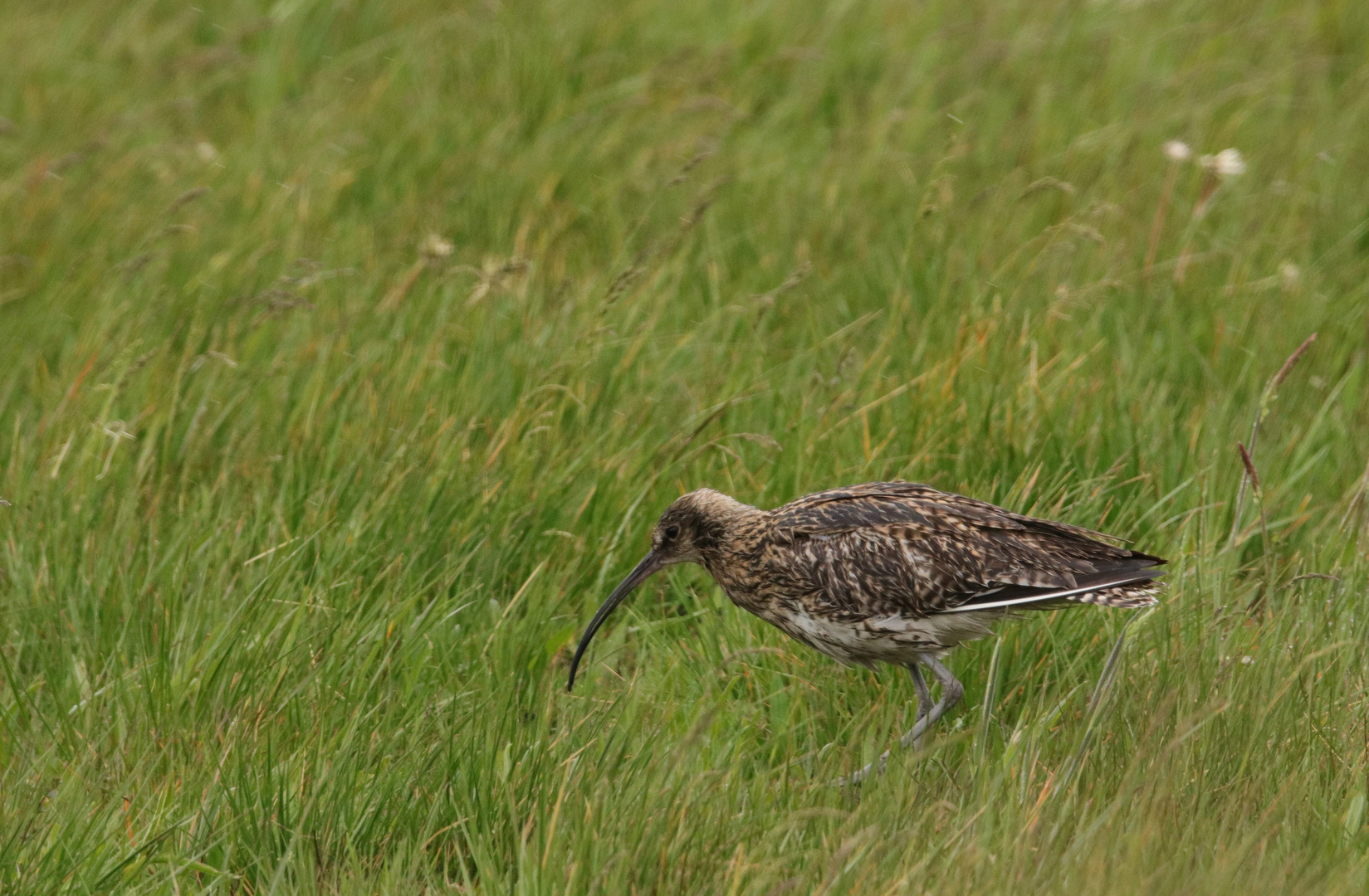 großer Brachvogel