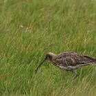 großer Brachvogel