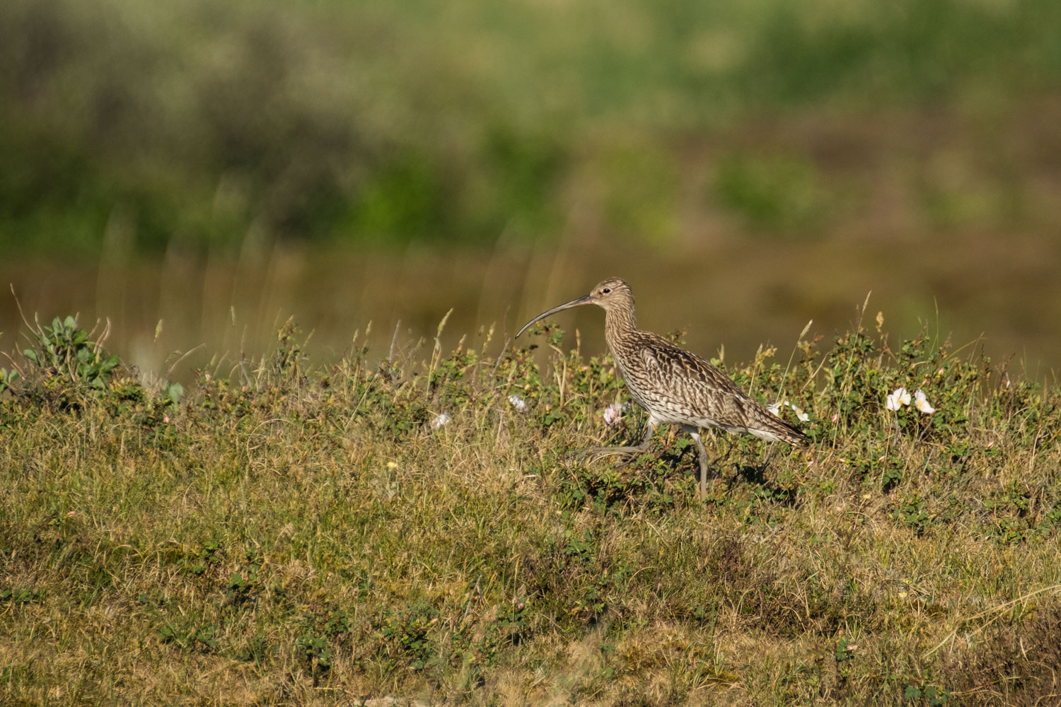 Großer Brachvogel