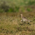 Großer Brachvogel