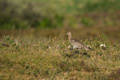 Großer Brachvogel