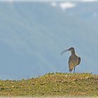 Großer Brachvogel