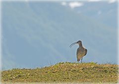 Großer Brachvogel