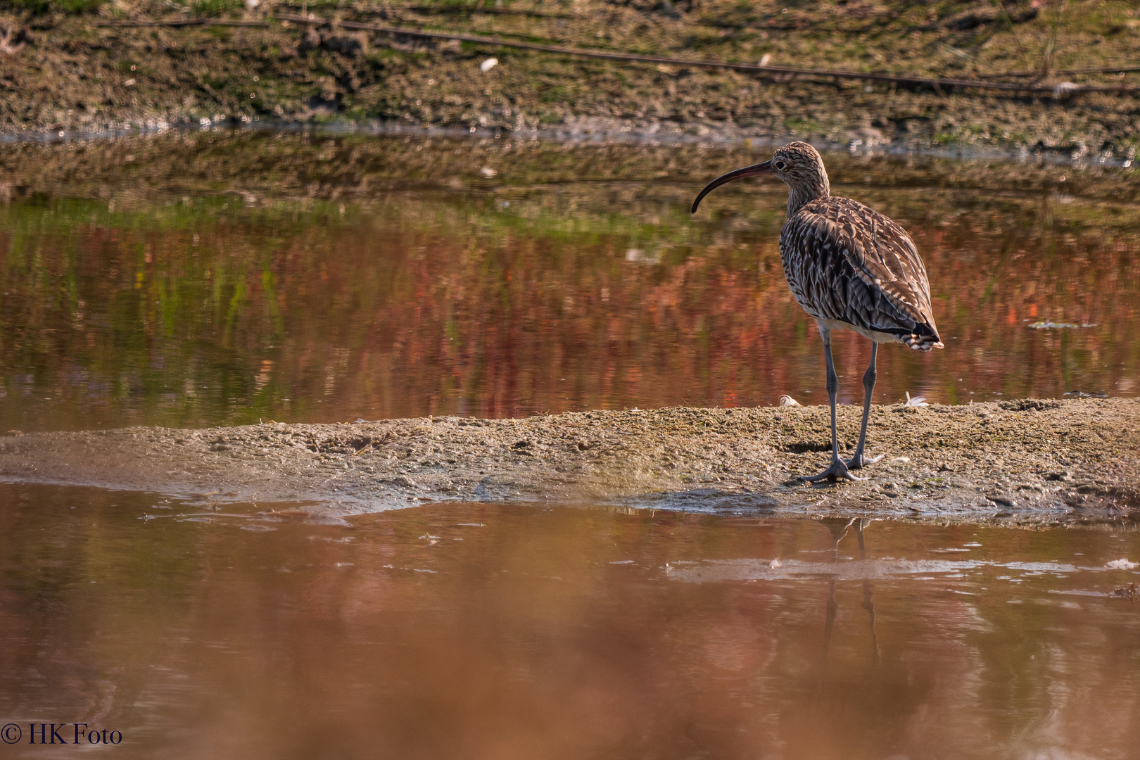 Großer Brachvogel