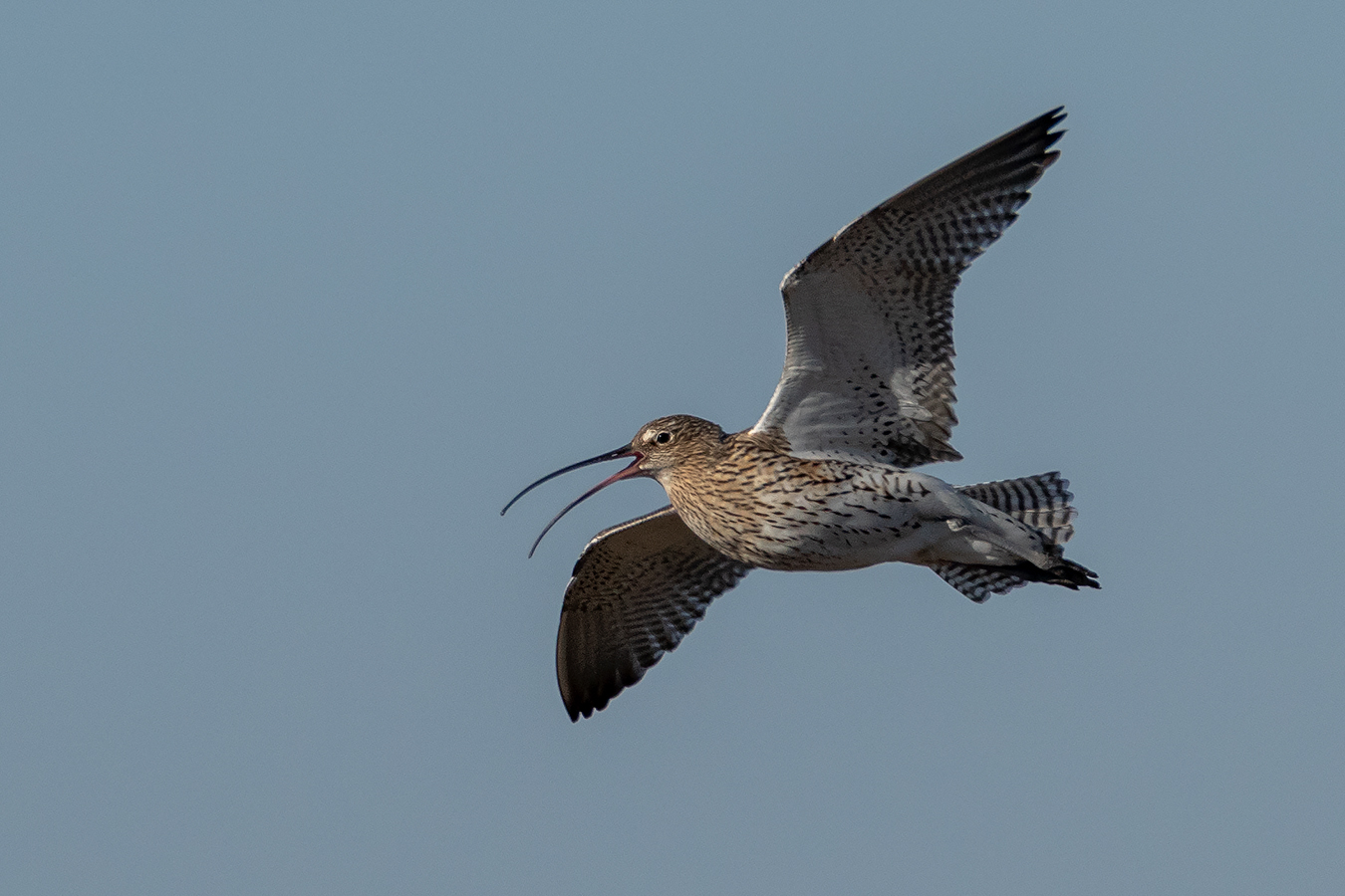 Grosser Brachvogel