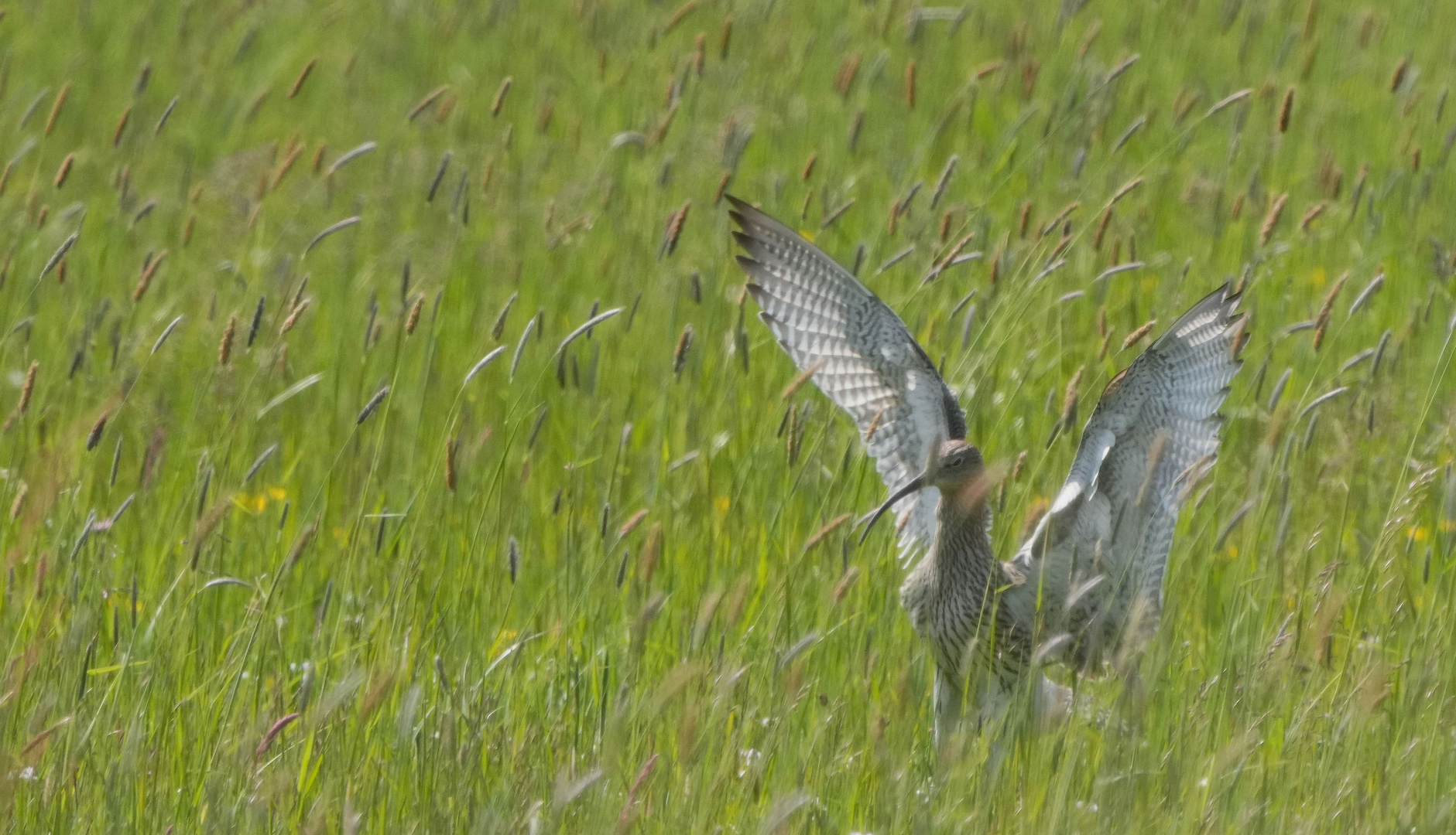 Großer Brachvogel.